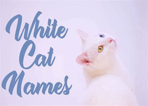 This yummy female cat name is perfect for a black and white cat. 200 + White Cat Names | White cat, Cat names, Kitten names