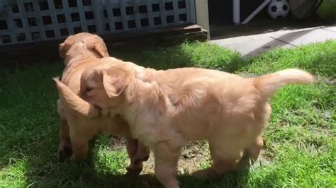 They are ready for lots of careful socialization with other animals and people, but they still need help figuring out things like where to go to the bathroom. Golden retriever puppies 6 weeks old - YouTube