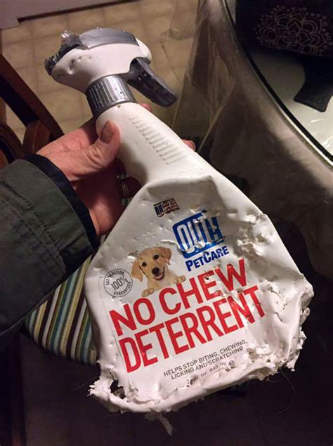 He got them to take it but after a while they switched and he became the bitch. Funny Pictures - November 2, 2016