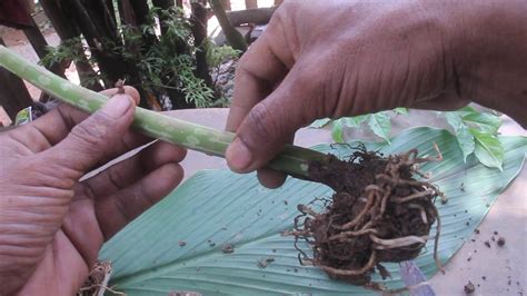 Kini, semakin banyak petani di sejumlah daerah yang membudidayakan porang. Membedakan Tanaman Porang (Badur) Dengan Iles-iles ...