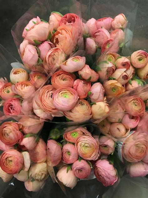 As an austin florist that offers same day flower delivery in austin we are proud to provide great service and beautiful flowers. Peach Ranaculus! | Peach ranunculus, Flower garden ...