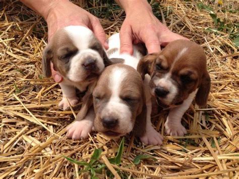 Places bloomfield hills, michigan community organizationcharity organization basset hound rescue of michigan. Basset Hound puppies for Sale in Clever, Missouri ...