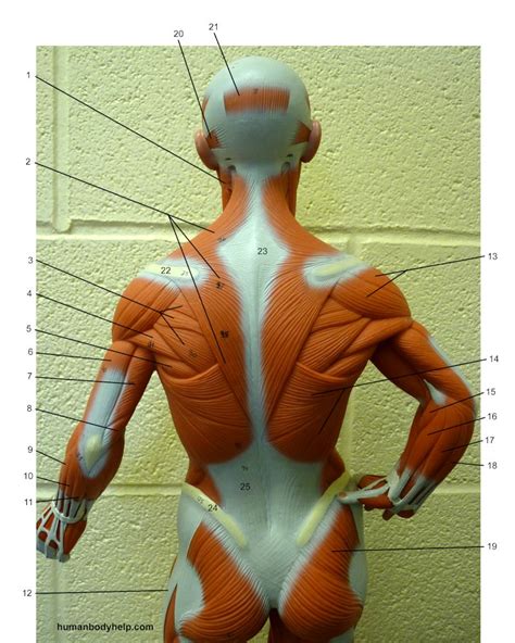 Want to learn more about it? Muscles Of Upper Torso - Anterior Torso Muscle Anatomy