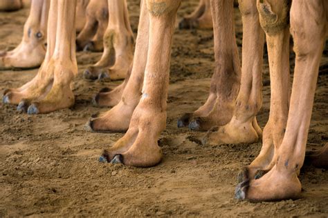 Some children have reported being beaten while working as jockeys, and others have been seriously injured during races. Christophe Viseux- Camel Race - burn magazine