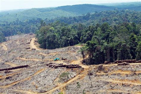 Best regards, sulistio wiryadisastra( president of pt mitra karya bahana). Masyarakat Adat | Mongabay.co.id | Page 5