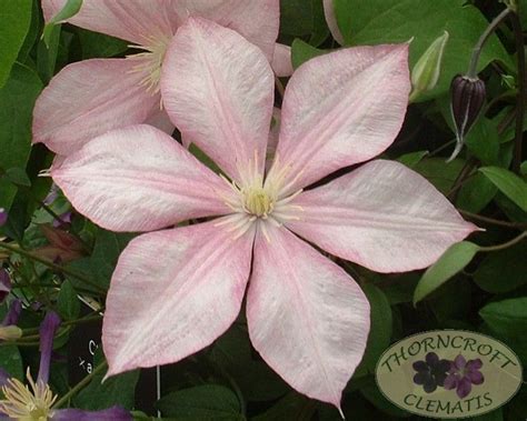 Maybe you would like to learn more about one of these? Caroline | Clematis, Plant leaves, Romantic garden