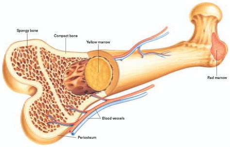 Compact bone diagram osteon compact bone ap pinterest anatomy human anatomy and. Bone Marrow Disease - Symptoms, Types And Other Risk Factors