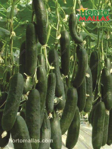 We did not find results for: Cucumber Staking - HORTOMALLAS™, Supporting your crops®