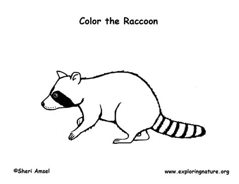 This raccoon coloring pages will helps kids to focus while developing creativity, motor skills and color recognition. Raccoon Coloring Page