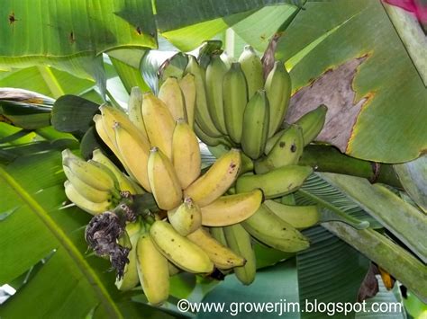 Check spelling or type a new query. Garden Adventures: Banana (Musa)