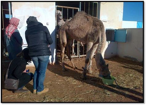 The llama, the alpaca, the guanaco. Recording of focal animal sampling ethogram of male camel ...
