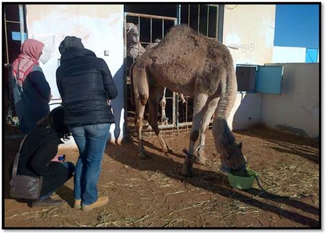 There are three living species of camels. Recording of focal animal sampling ethogram of male camel ...