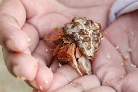 11 Best Small And Low Maintenance Pets For Kids To Consider