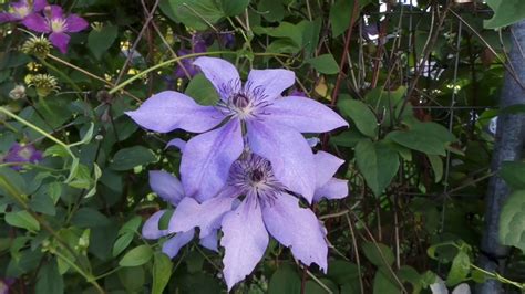 We did not find results for: Clematis Collection - YouTube