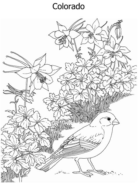 Collection of birds and flowers coloring pages (24) line drawing birds with flower washington state bird and flower State Flower and State Bird coloring page | Bird coloring ...