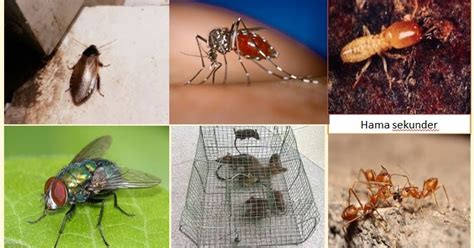 Departemen pendidikan nasional sekolah menengah kejuruan negeri kasiman jl. Contoh Surat Pendek Tidak Masuk Sekolah - Listen jj