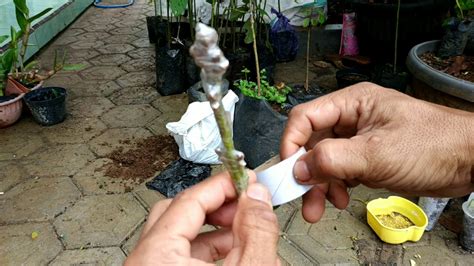 Grafting fruit trees successfully can be achieved easily if you practice the fine points of the grafting techniques shown in this video. Grafting avocado tree - YouTube