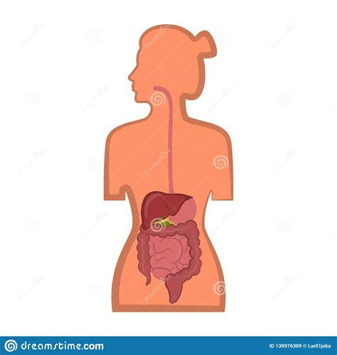 As commonly defined, the human body is the physical manifestation of a human being, a collection of chemical elements, mobile electrons, and electromagnetic fields present in extracellular materials and cellular components organized hierarchically into cells, tissues, organs,and organ systems. Human Digestive System In A Woman Body Stock Vector ...