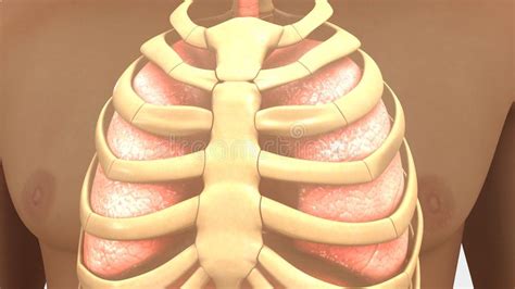 The rib cage is one of the strongest structures in the human body, designed to protect two of the most important organ systems: Lungs Ribcage Stock Illustrations - 289 Lungs Ribcage ...