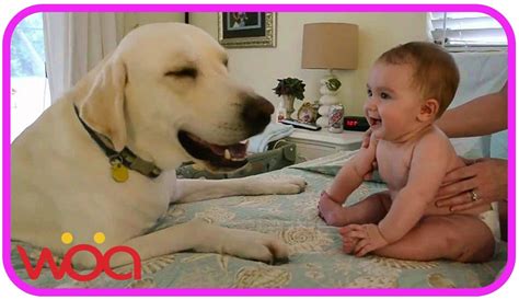 The laughing baby micah laughing hysterically at daddy pouring water into the bathtub. Baby Laughing at Labrador Dog because they are best ...