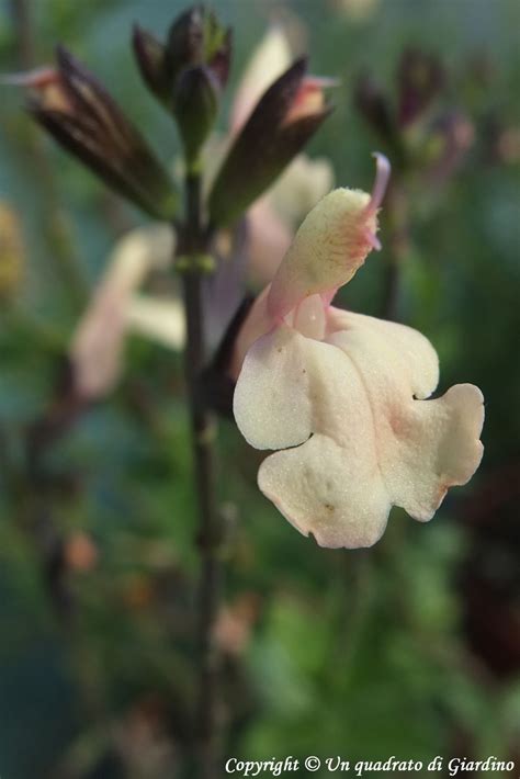 From wikimedia commons, the free media repository. Salvia microphylla 'Navajo' | Planting flowers, Garden ...