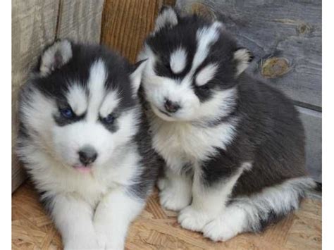 We are excited to offer adorable, healthy, well socialized siberian husky puppies that will make a great. Adorable male and female Siberian husky puppies - Animals - Grand Rapids - Michigan ...