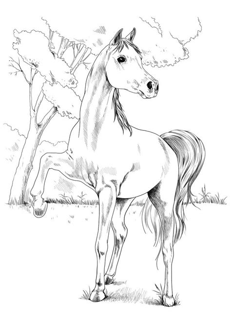 Eine große sammlung von ausmalbilder pferd. 85 Ausmalbilder Pferde | Coloring Pages