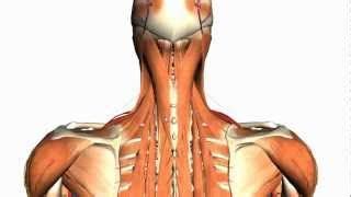 Supraspinatus, infraspinatus, ters minor,.et), using interactive animations and labeled diagrams. AnatomyZone - YouTube (With images) | Neck muscle anatomy, Muscle anatomy, Muscle diagram