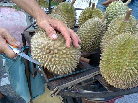 Check spelling or type a new query. azierie: Durian Balik Pulau, Penang