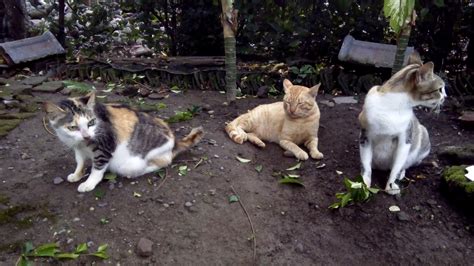 Jangan buang waktu, ambil minuman dan camilan siapa tahu. Kucing Lucu Kucing Tiga Warna - YouTube