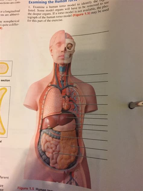 The torso or trunk is an anatomical term for the central part, or core, of many animal bodies (including humans) from which extend the neck and limbs. Torso Anatomy Diagram - Labeled Human Torso Model Diagram ...