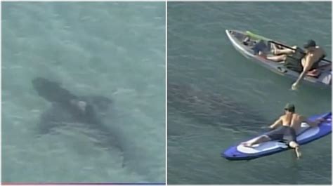 Agosto, julio, septiembre y junio, con si quieres realizar actividades al aire libre o dejarte seducir por los paisajes, miami beach es un destino muy bueno para pasar tiempo en plena. Enorme tiburón en una playa de Miami pasa cerca de un ...