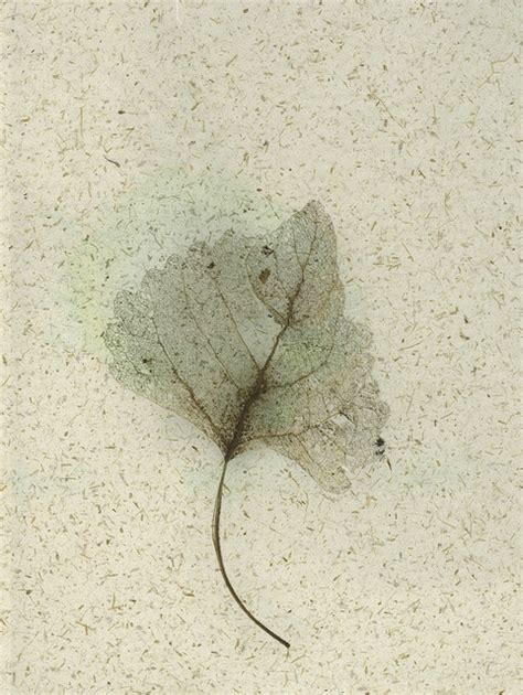 Jetzt bis zu 70% sparen · 10% gutschein sichern Study of Skeleton Leaf On Rice Paper | Leaf wallpaper ...