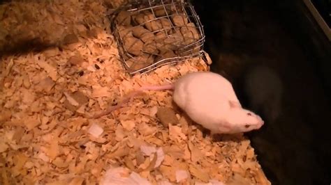When do mice start to show signs of pregnancy? What a Pregnant Mouse looks like - YouTube