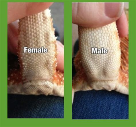 Until your bearded dragon is about a year old, its body size is one of the best ways you can use to know its age. How to sex a bearded dragon | Wiki | Reptiles Amino