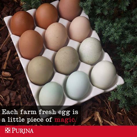 The number of eggs chickens lay, and how often, depend on the breed of chicken your keeping. How Often Do Chickens Lay Eggs? | Eggs, Backyard poultry ...