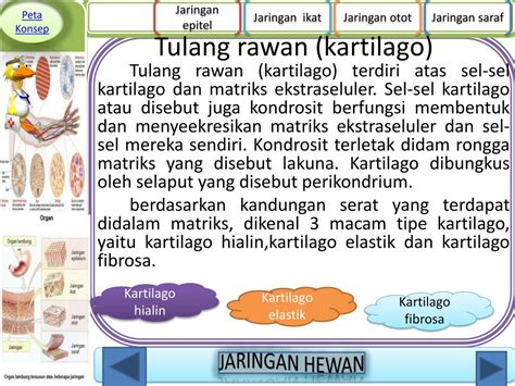 Hewan yang tubuhnya tidak memiliki kepala atau ekor didefinisikan memiliki jaring saraf, yang jaring seperti pengaturan sel saraf yang memperpanjang seluruh tubuh. PPT - JARINGAN HEWAN VERTEBRATA PowerPoint Presentation ...