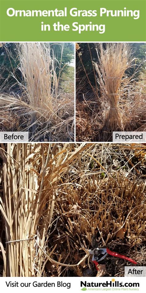 As we all know, biodiversity and meaningful habitat has a number of strata or vegetation layers, ranging from groundcovers and grasses, small, medium and large shrubs, and, of course, trees. Pin on Pro Plant Tips from Nature Hills Nursery