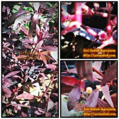 Check spelling or type a new query. Keremak Merah (Alternanthera sessilis) | Jualan Benih dan ...