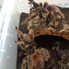 If you do opt to handle your tarantula, therefore, aim to do so while holding. Tarantulas for sale, buy Tarantulas online at Exotic Pets UK