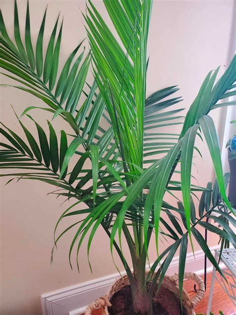 Maybe you would like to learn more about one of these? Indoor Palm Tree Care: How to Trim a Palm Tree Plant