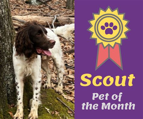Find out more about guardian pet insurance. A Miraculous Recovery for a Bird-Dog Named Scout: Meet our Pet of the Month! - Guardian ...
