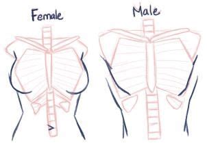 Today we will be learning about the female anatomy (anime edition because, damn, look at the size of that head). How To Draw Anime Anatomy by PuzzlePieces | Bocetos ...