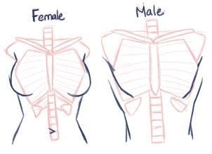 How to draw a body male male drawing at getdrawings calendar alimb us. How to Draw Anime Anatomy, Step by Step, Anatomy, People ...