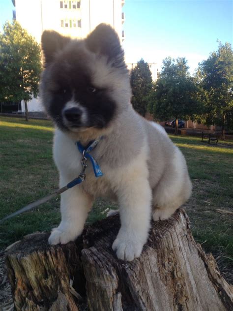 Once she finds a quiet and dark place, she loves to curl. American Akita puppy for sale | Walsall, West Midlands ...