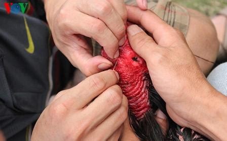 Begitu ayam vietnam mendapatkan ancaman,ia akan segera melakukan belasan dengan cepat saat pertarungan sedang berlangsung,ayam vietnam mampu menempatkan diri ke dalam posisi yang. Gambar sabung ayam saigon vietnam di acara festival ~ Ayam ...