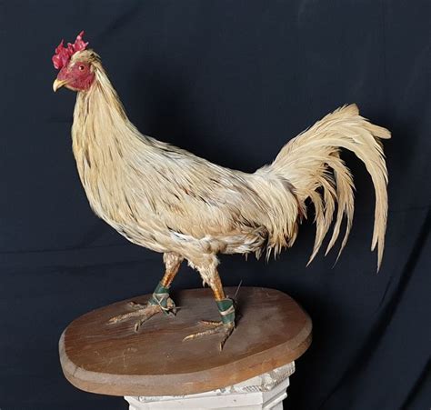 Young female chicken less than a year old. Fighting Cockerel - full body mount - Gallus g. domesticus ...