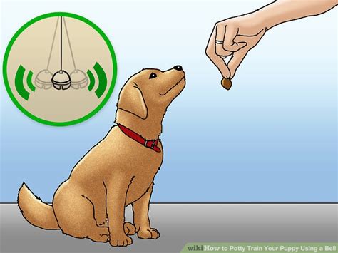 You may also wish to use a repeatable phrase, such as bathroom or potty, each time you take your dog to the elimination area so that they learn to associate that word with the. How to Potty Train Your Puppy Using a Bell (with Pictures)