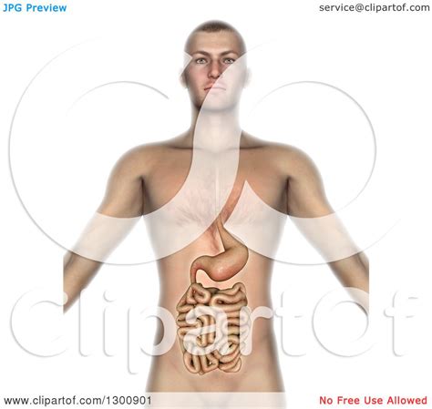 Clipart of a 3d Anatomical Male with Visible Intestines and Gut, on ...