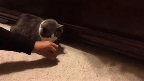 They play, jump, hunt and do a lot of funny things. Smooth Criminal GIF - Cattreat Cats Treats - Discover ...